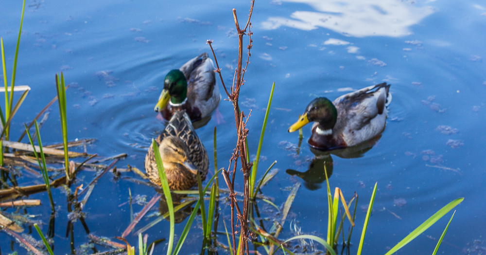 Ducks Ducks